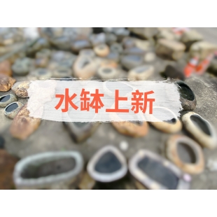 水缽上新